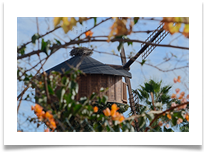 june bannister treehouse - June Bannister